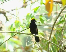  Tachyphonus delattrii