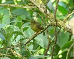 Hembra Manacus candei