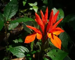 Flor de Monta?a