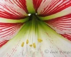 Lirio2