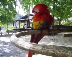 Paco...la Lapa!