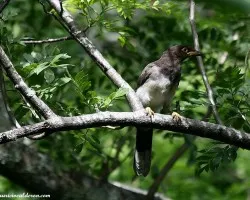 Cyanocorax morio
