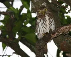 Glaucidium brasilianum