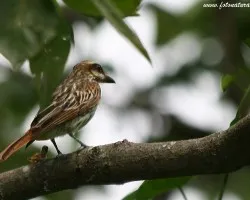 Myiodynastes maculatus