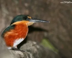 Chloroceryle aenea