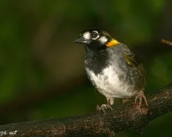 Melozone leucotis