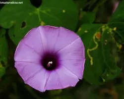 Campanita Morada