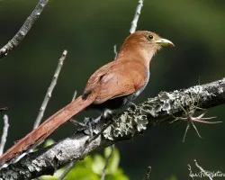 Piaya cayana