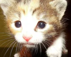 Gatito