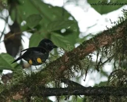 Pselliophorus tibialis