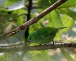 Chlorophonia callophrys