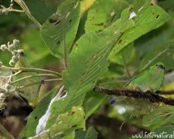 Chlorophonia callophrys
