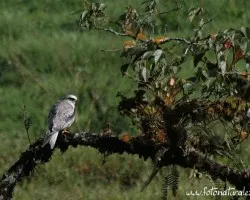 Elanus leucurus