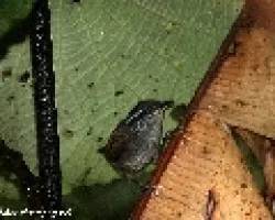 Henicorhina leucophrys
