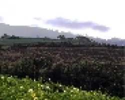 Cartago