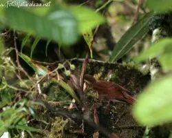 Syndactyla subalaris