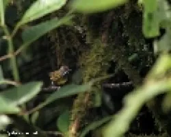 Myioborus miniatus