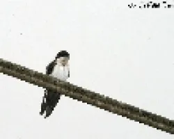 Pygochelidon cyanoleuca