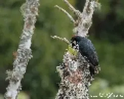Melanerpes formicivorus