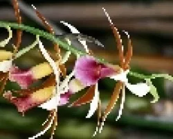 Orquidea