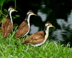 Jacana spinosa
