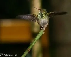 Amazilia tzacatl 