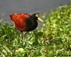 Jacana spinosa
