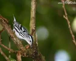 Mniotilta varia