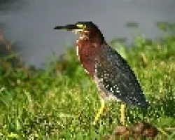 Butorides virescens
