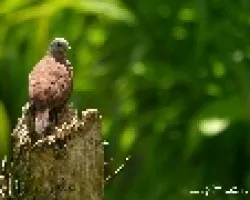 Columbina talpacoti