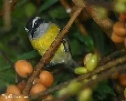 Coereba flaveola