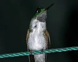 Lampornis hemileucus