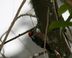  Picoides villosus
