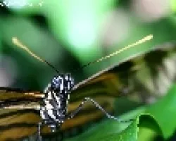 Retaro de mariposa