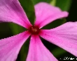 Flor de china