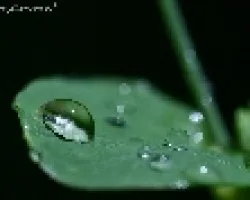 Gotas de Agua