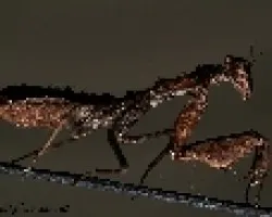 Mantis