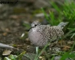 Columbina inca 