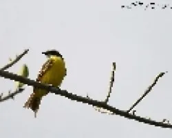 Myiozetetes similis