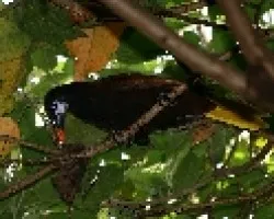 Psarocolius montezuma