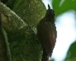 Lepidocolaptes souleyetii