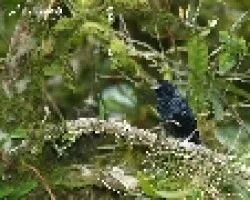 Amaurospiza concolor