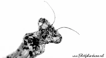 Mantis desaturada