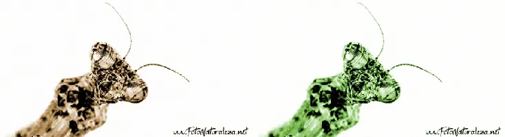 Mantis desaturada