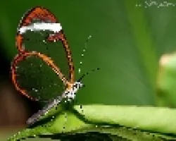 Mariposa Espejo