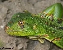 Iguana Verde
