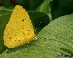 Mariposa Amarilla