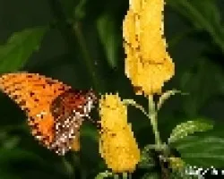 Mariposa Anaranjada