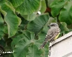 Tyrannus melancholicus