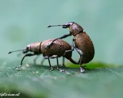 Insectos apareandose